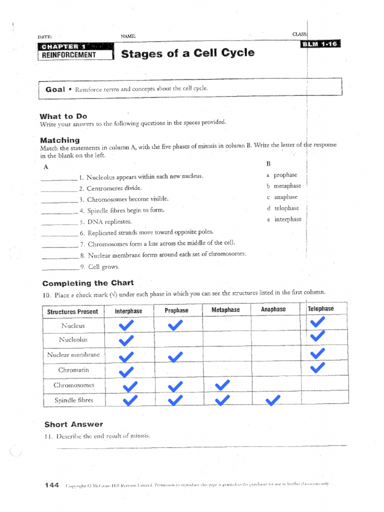 03 - Mitosis Worksheet | PDF