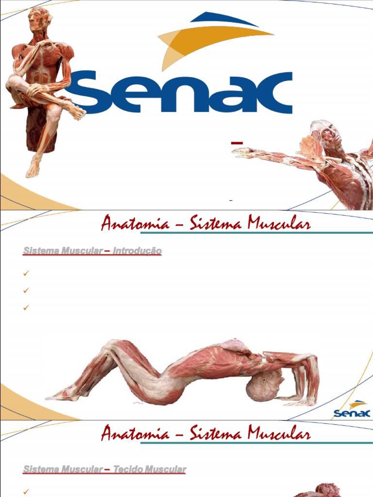 Anatomia do Sistema Muscular Humano | PDF | Músculo | Anatomia