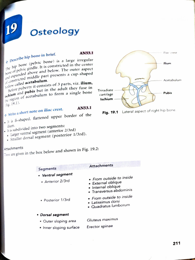 Anatomy of Lower Limb Bones | PDF | Vein | Human Leg