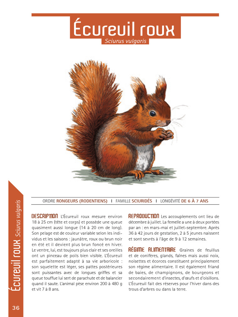 Écureuil roux : caractéristiques et habitat | PDF