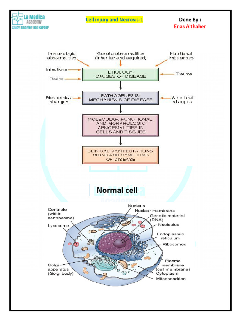 Cell Injury and Necrosis Overview | PDF | Vacuole | Physiology