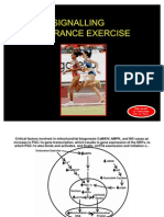 Pathways Signalling Endurance Exercise