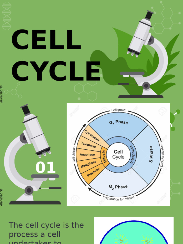 Understanding the Cell Cycle Phases | PDF | Mitosis | Cell Cycle