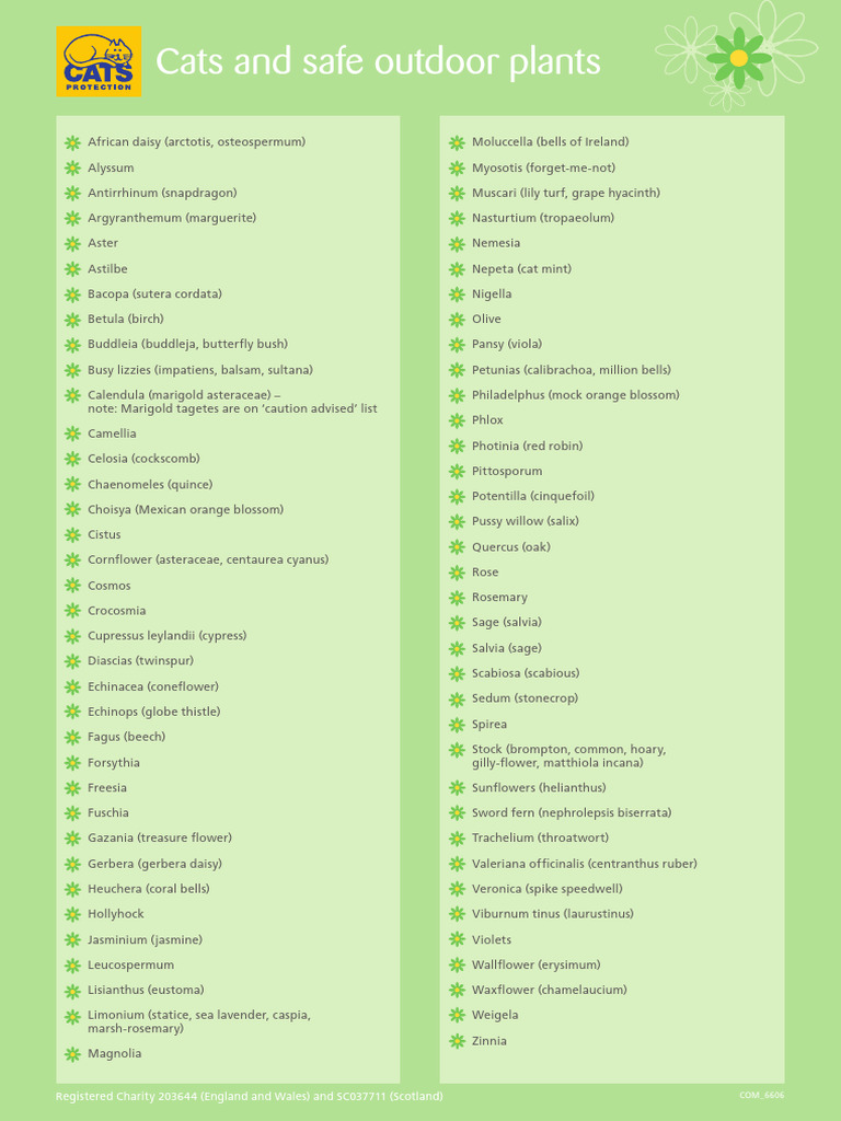 Picture Idea: Plants Safe For Cats And Dogs Pdf Botany