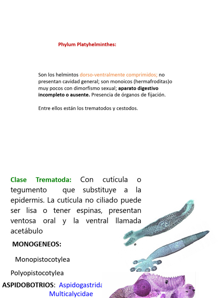 TREMA. MONOGENEOS ASP. DIG (1) | PDF