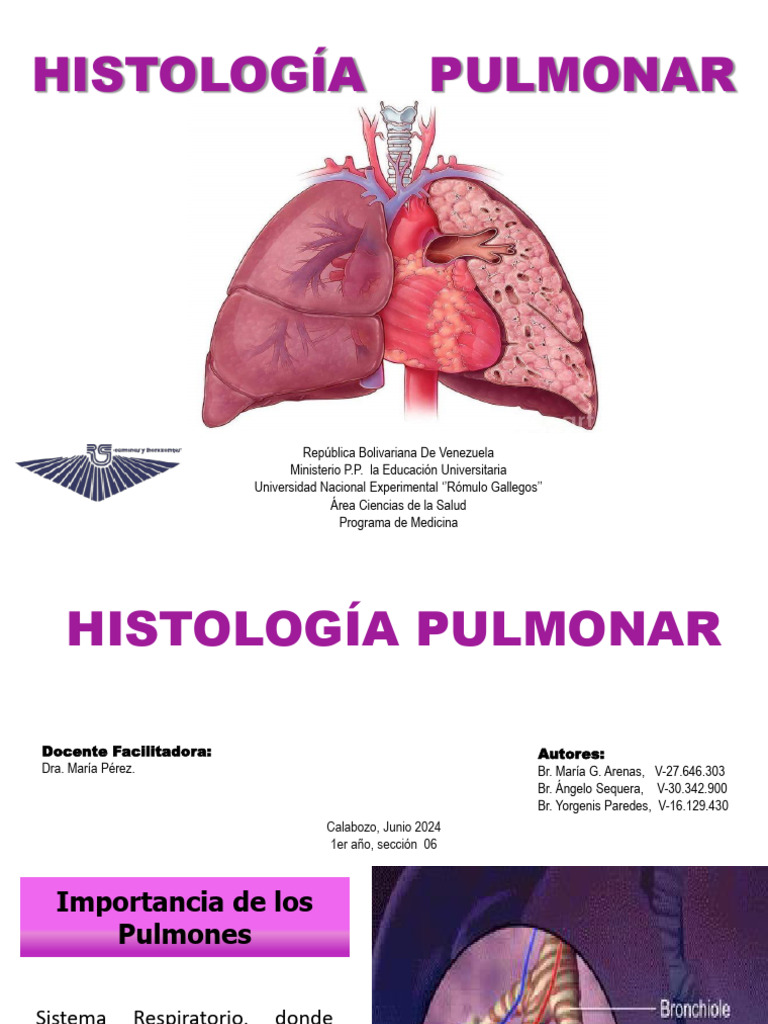Histología Pulmonar: Estructura y Función | PDF | Pulmón | Sistema ...