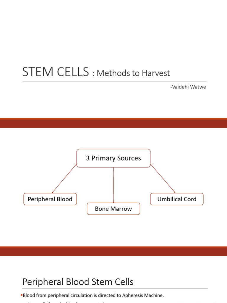 Stem Cells | PDF | Hematopoietic Stem Cell Transplantation | Stem Cell