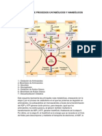 Esquemas de Metabolismo