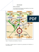 Metabolismo