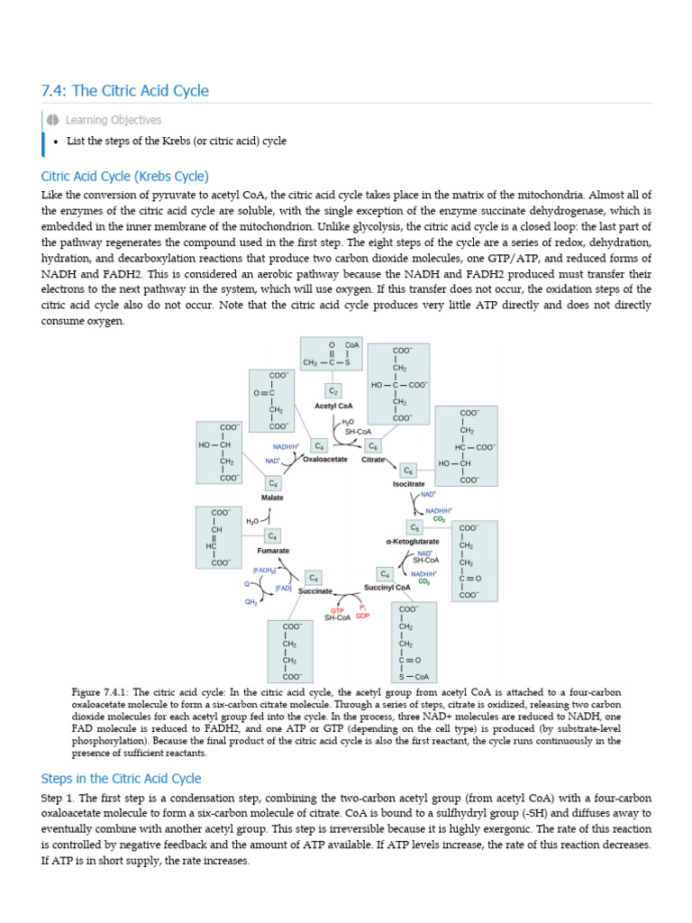 7.4 the Citric Acid Cycle Biology LibreTexts | PDF | Diet & Nutrition ...