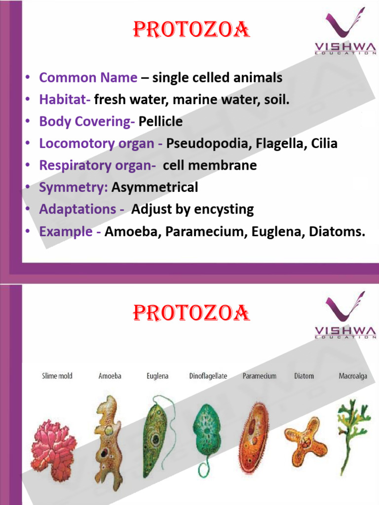 Kingdom Animalia Flowchart Overview | PDF | Protozoa | Mollusca