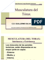 Musculatura del tórax