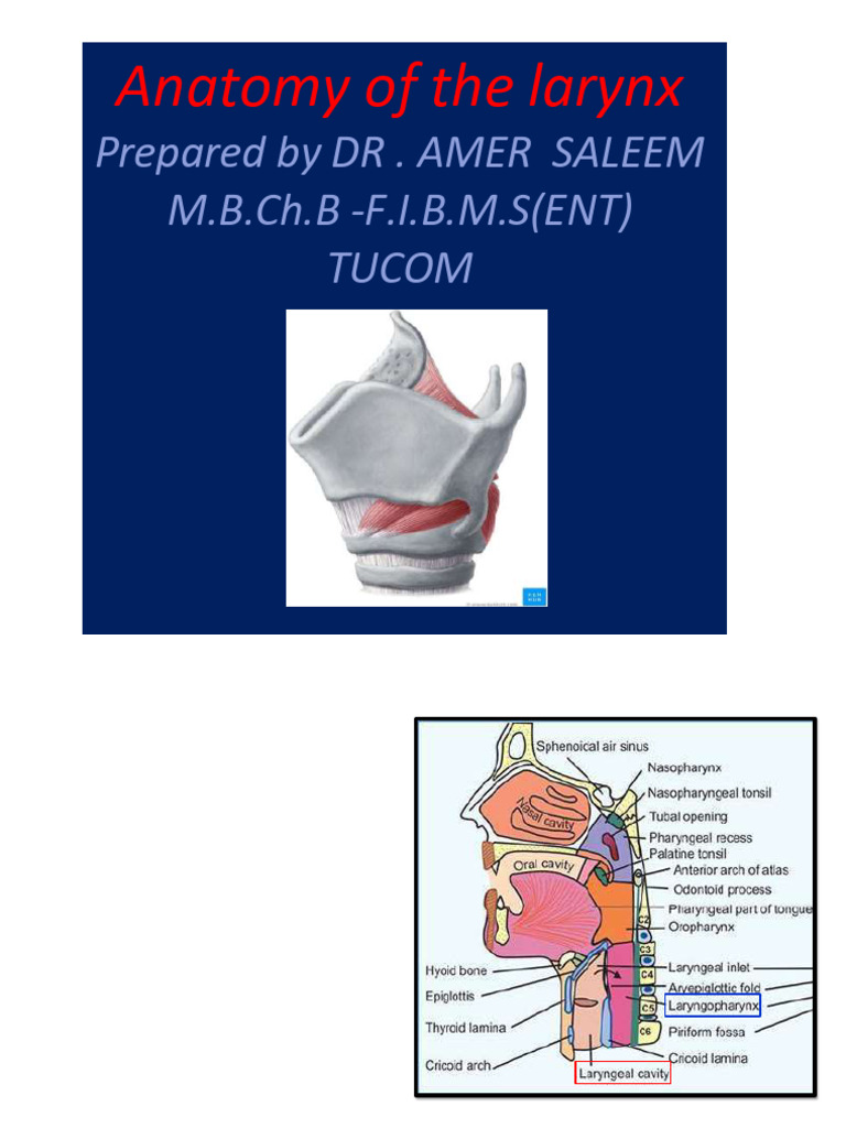 Anatomy of the Larynx | PDF | Larynx | Human Anatomy