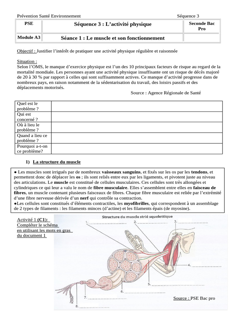 Bienfaits de l'activité physique en PSE | PDF | Muscle | Contraction du ...