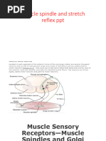 Stretch and Inverse Stretch Reflexes | PDF | Nervous System ...