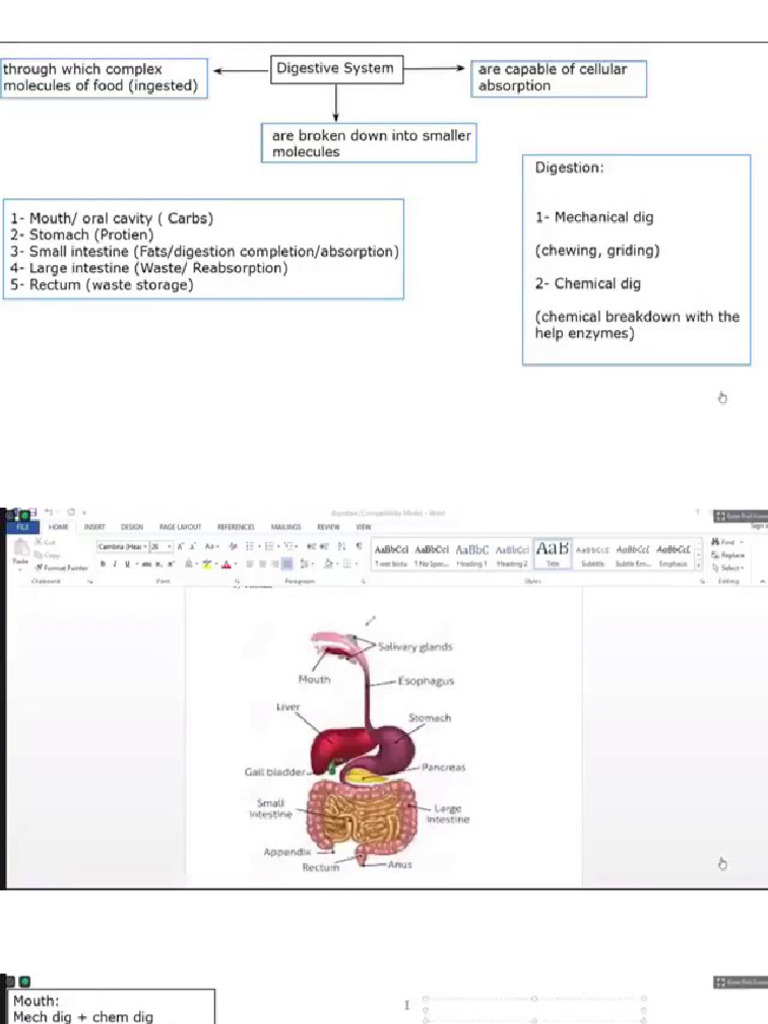 Digestive System | PDF