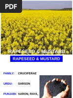 How To Grow Great Rape | PDF | Rapeseed | Vegetables