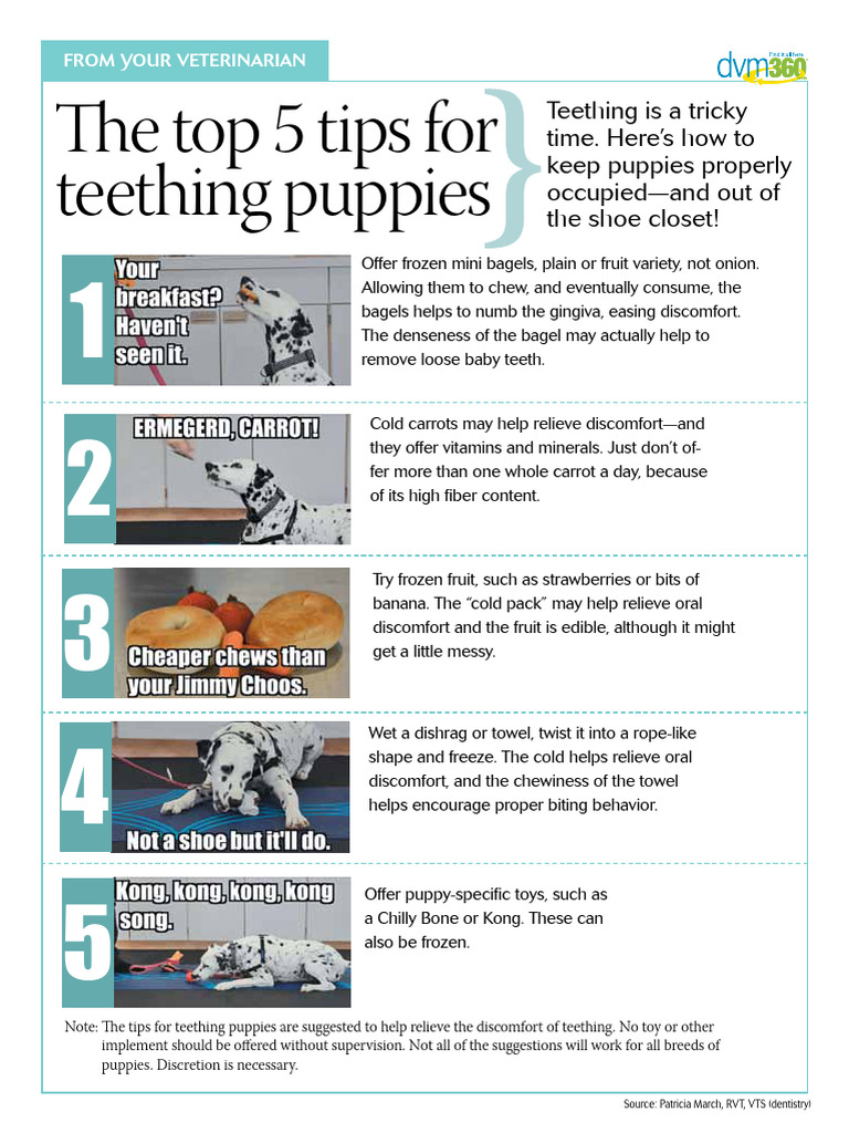 Tips For Teething Puppies | PDF
