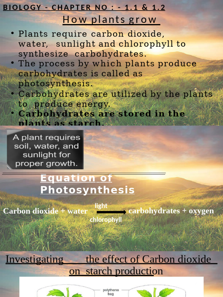 Photosynthesis Process Overview | PDF | Photosynthesis | Leaf