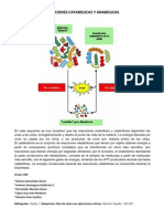 Anabolismo y Catabolismo