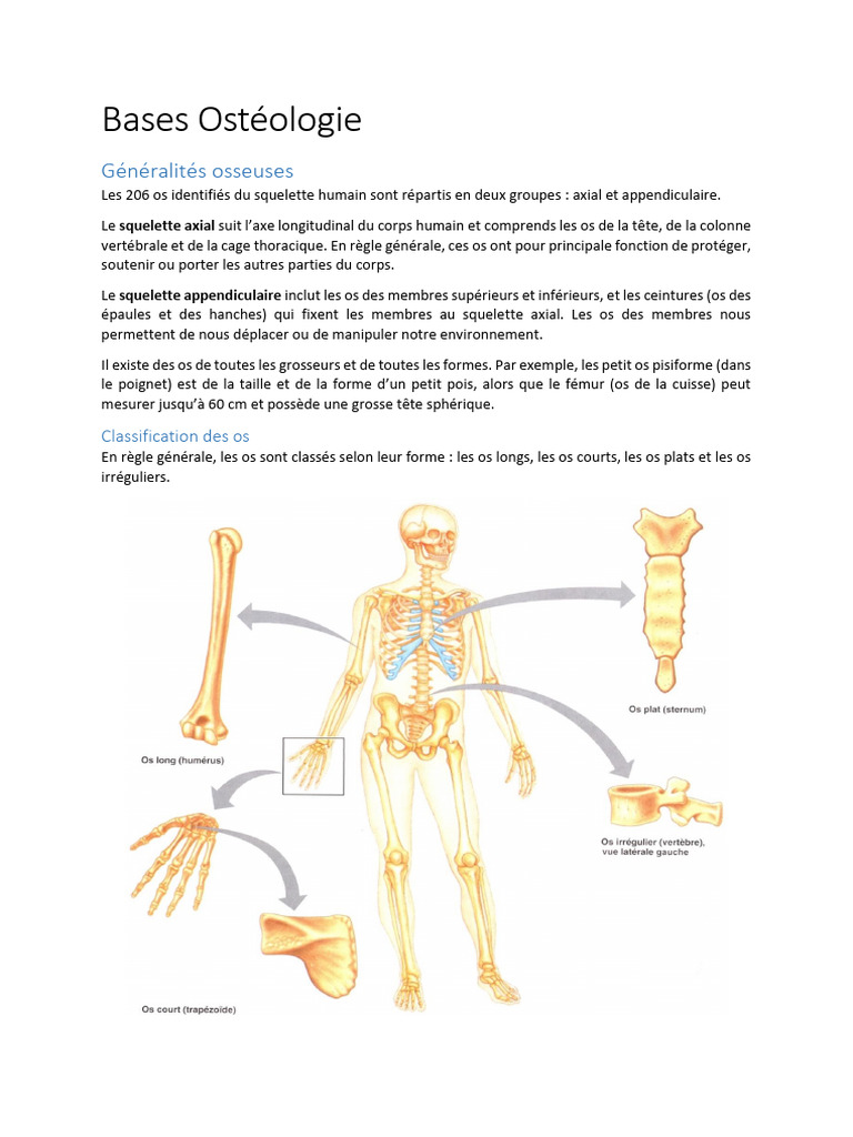 Classification des os du corps humain | PDF | Os | Moelle osseuse