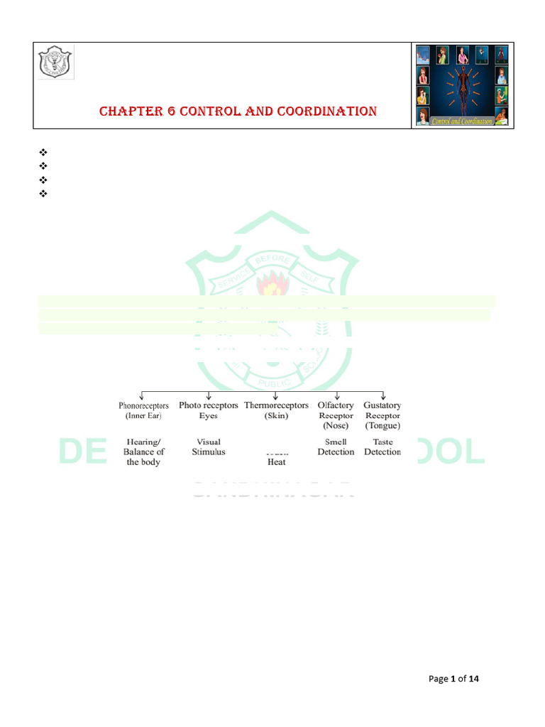 Control and Coordination in Biology | PDF | Nervous System | Neuron