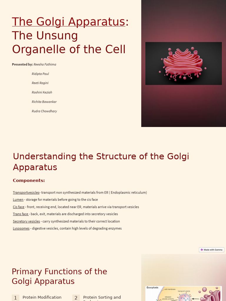 The Golgi Apparatus The Unsung Organelle of The Cell | PDF ...