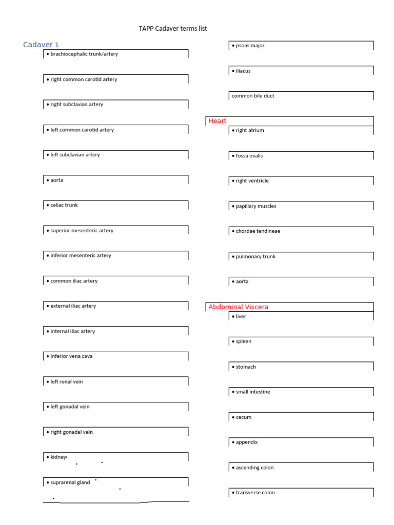 TAPP Cadaver Terms List | PDF | Common Carotid Artery | Abdomen