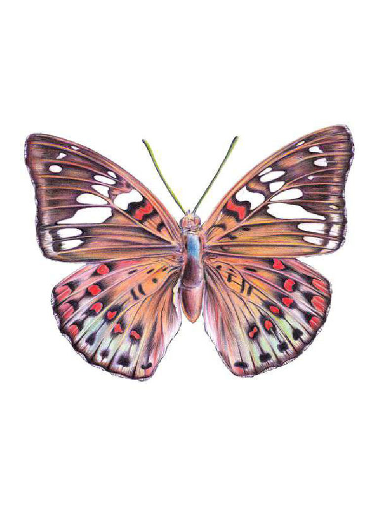 Butterfly | PDF