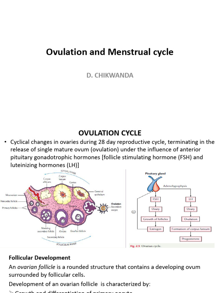 Ovarian Cycle and Follicular Development | PDF | Menstrual Cycle | Ovary