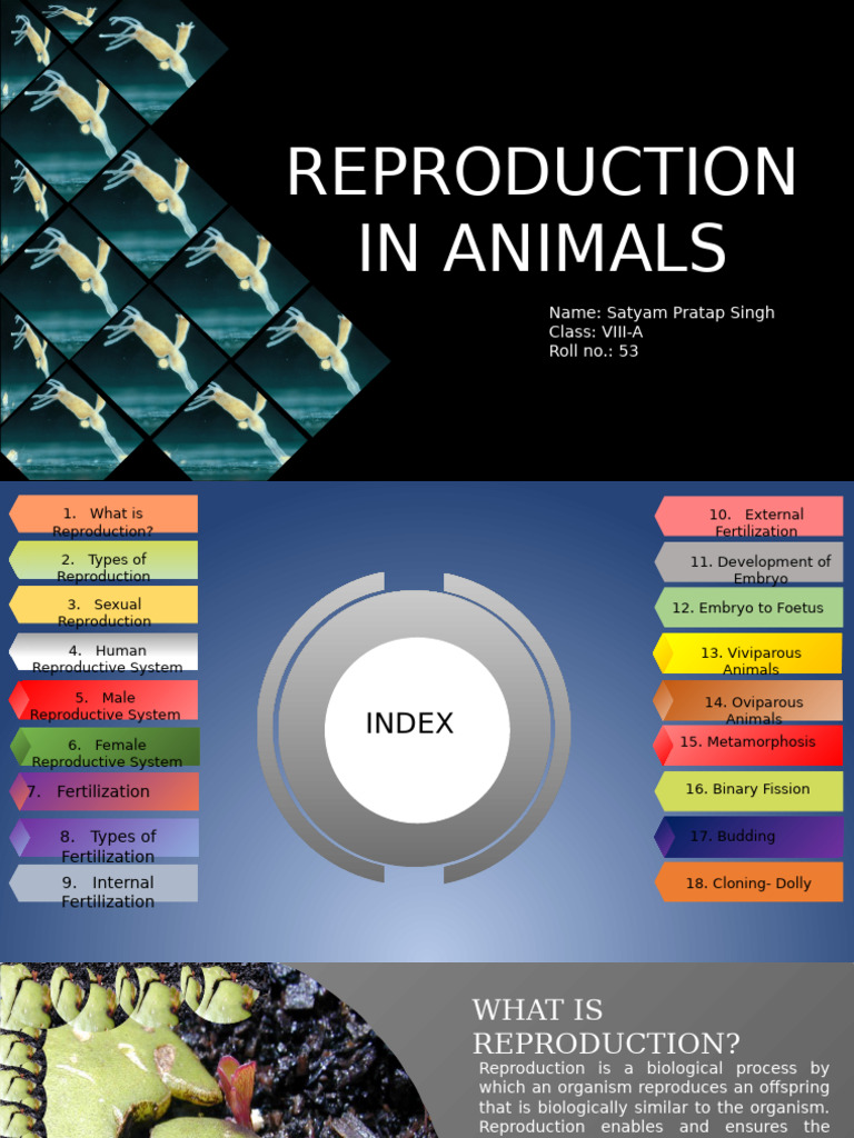 Animal Reproduction Overview and Types | PDF | Fertilisation | Reproduction