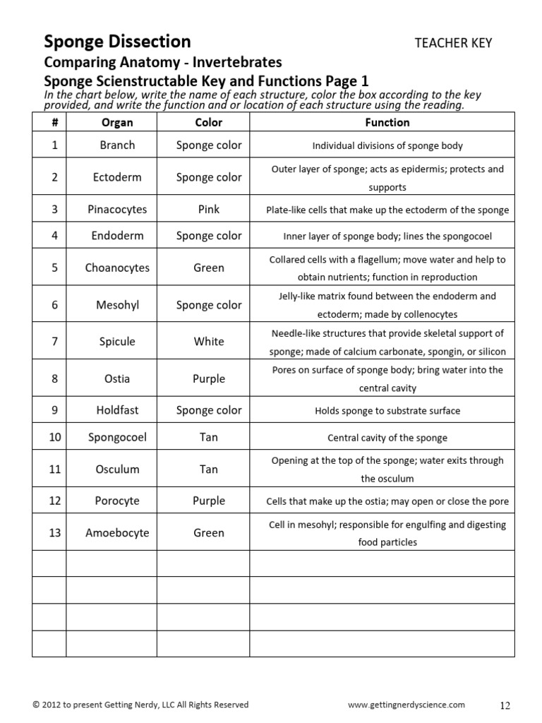 6 Sponge Dissection Answer Key | PDF | Sponge | Biology