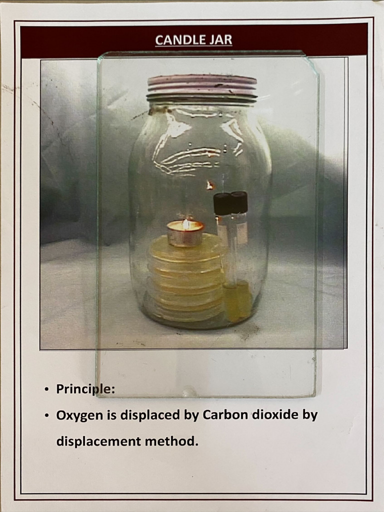 Microbiology Practical Pdf Bacteria Staining