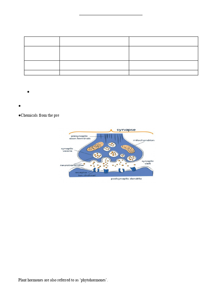 Q&A Control and Coordination | PDF | Chemical Synapse | Synapse