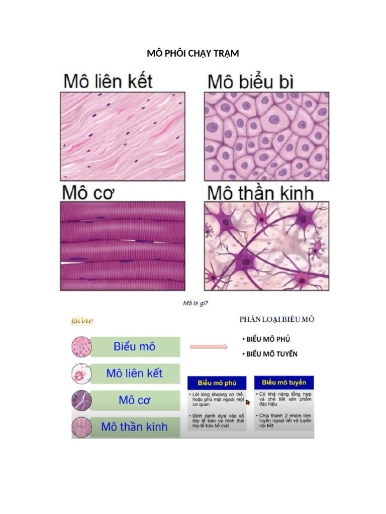 Mô Phôi CH y TR M | PDF