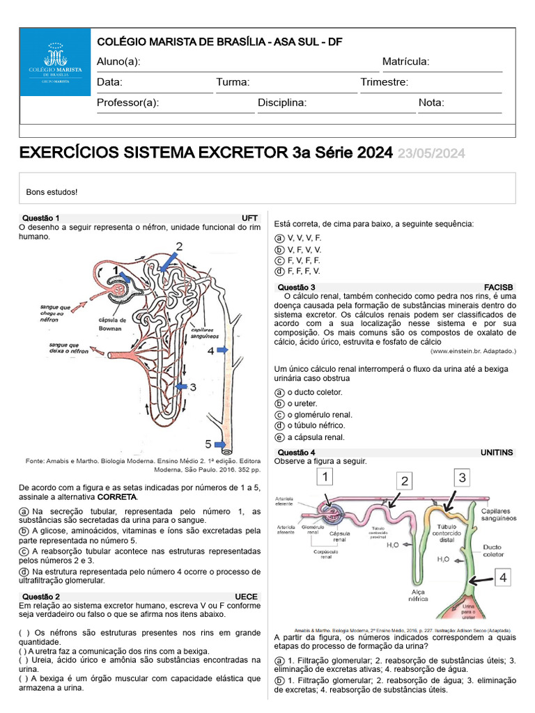 Exercícios sobre o Sistema Excretor Humano | PDF | Rim | Sistema urinário