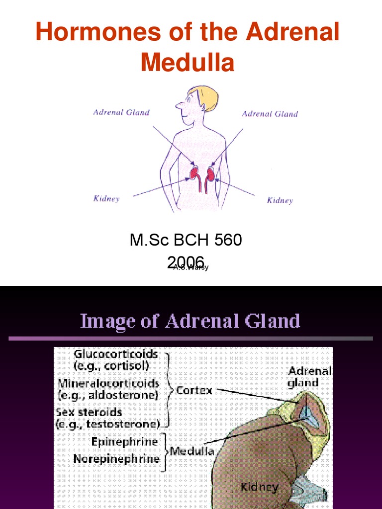 Hormones of the Adrenal Medulla for Labcon Epinephrine Norepinephrine