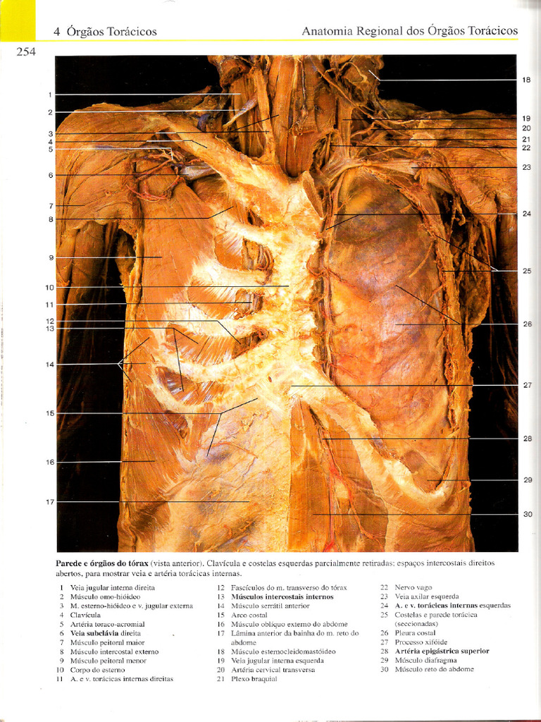 Atlas Fotográfico Yokochi 5 Ed-263-272 | PDF