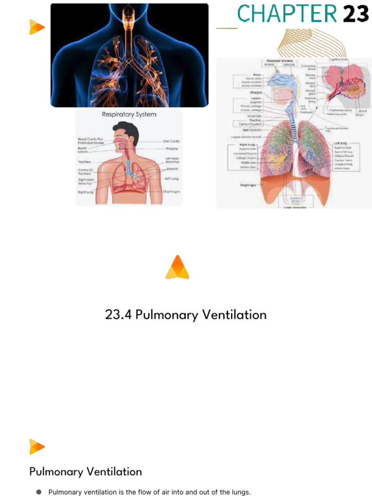 Understanding Pulmonary Ventilation | PDF | Lung | Respiratory System
