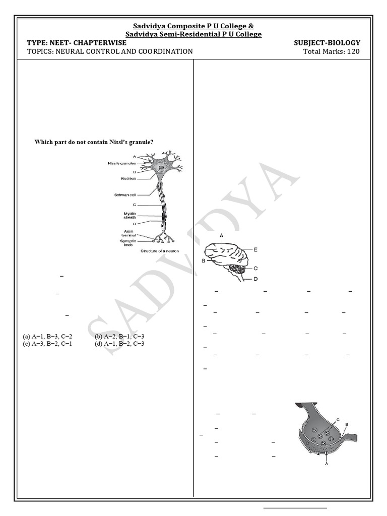 Neural Control and Coordination Quiz | PDF | Cerebrum | Nervous System