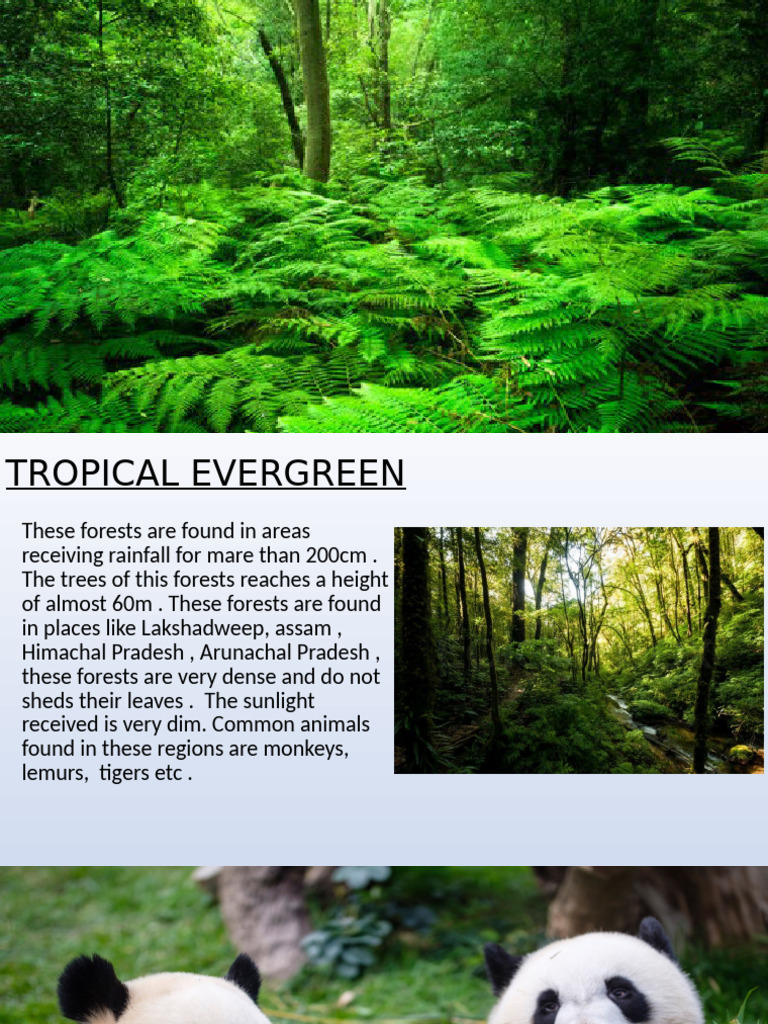 Types of Vegetation in India | PDF | Forests | Tropics