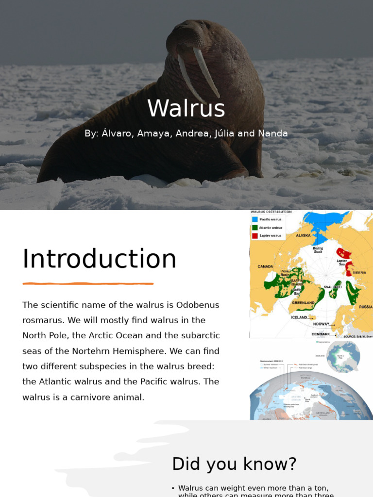 Walrus: Habitat, Biology, and Behavior | PDF | Respiratory System ...