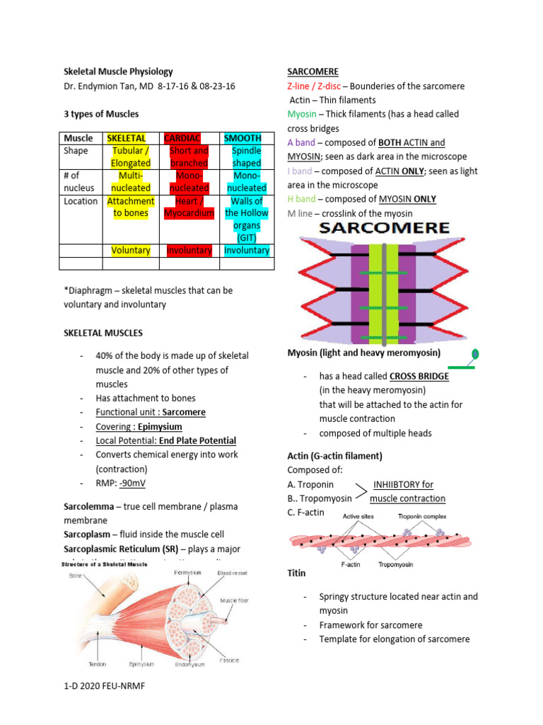Skeletal Muscle Physiology Overview | PDF | Muscle Contraction ...