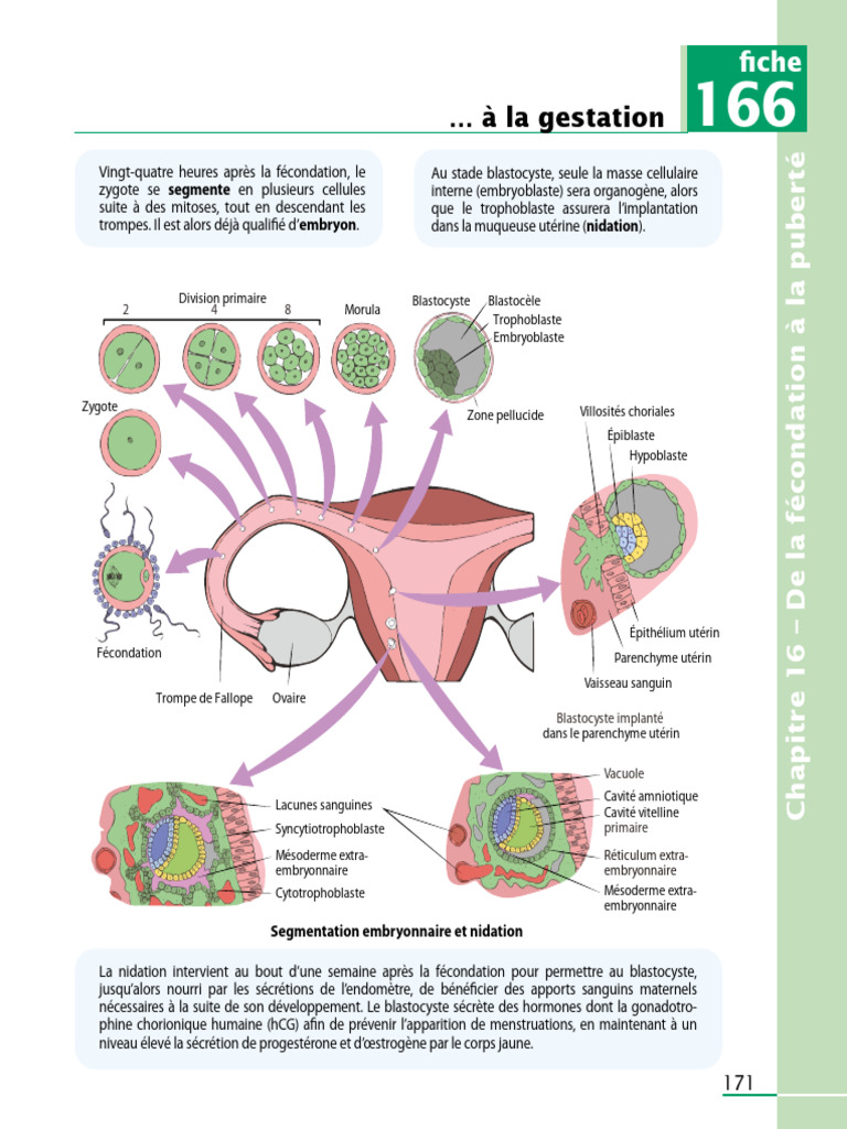 Segmentation et nidation embryonnaire | PDF | Embryon | Grossesse