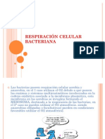 Respiración Celular Bacteriana