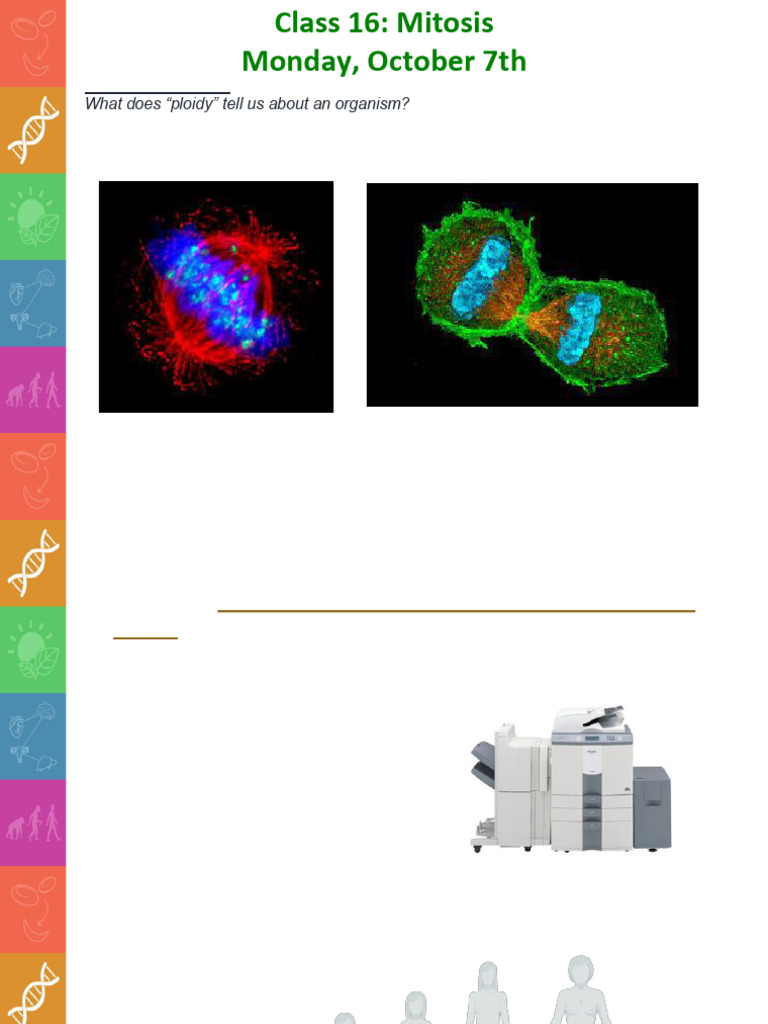 Class+16 Mitosis+%28pre Class+Slides%29+ | PDF | Mitosis | Chromosome