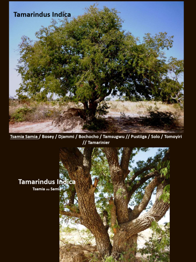 Vertus du Tamarinier (Tamarindus Indica) | PDF