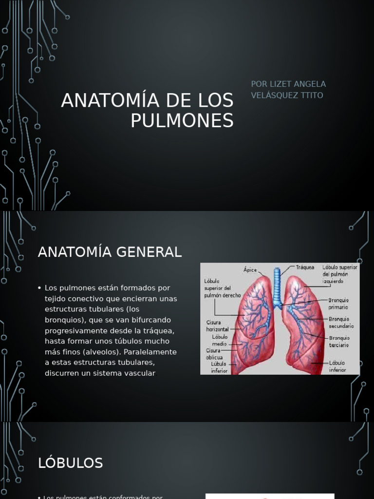 anatomia #pulmon #division En 5 minutos...¡ LÓBULOS Y SEGMENTOS PULMONARES!  🥼🧠👌🏻🔬, image size:768x1024