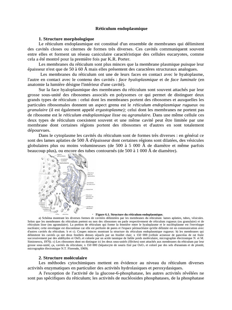 Schéma du réticulum endoplasmique | PDF | Réticulum endoplasmique ...