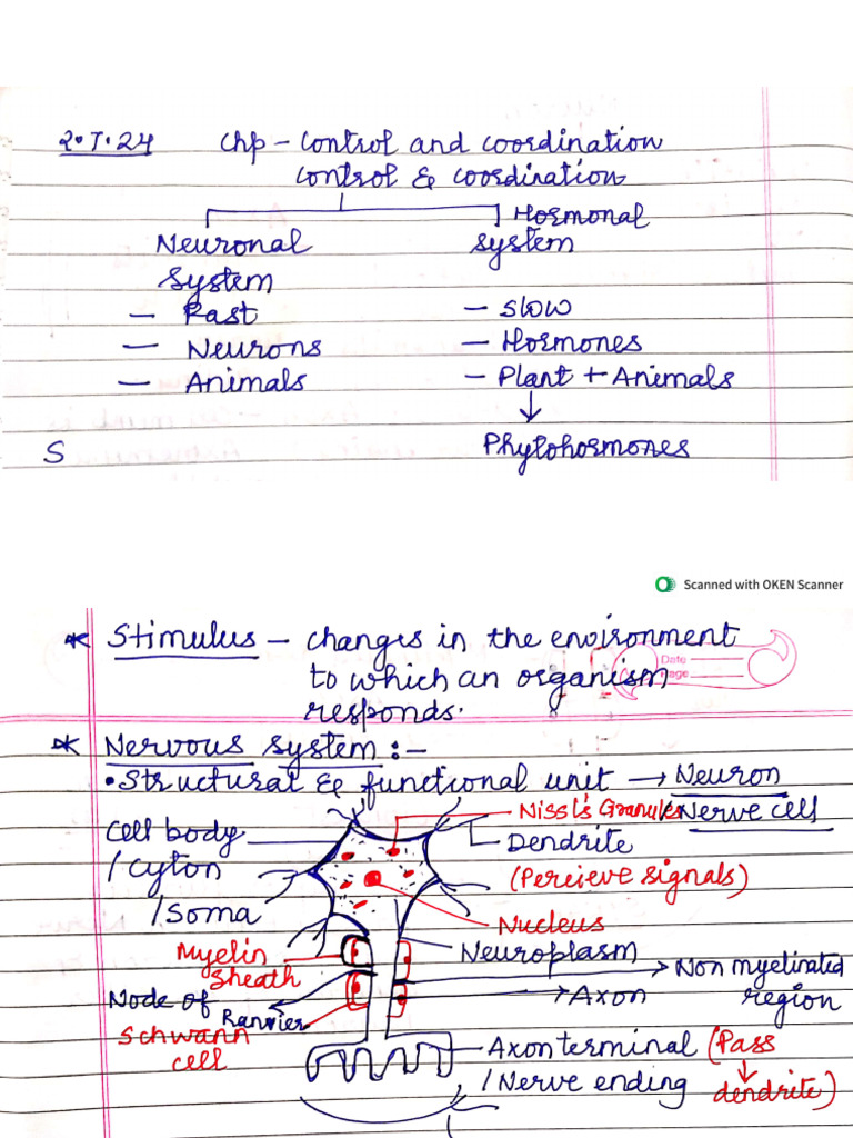Notes On Control and Coordination (Biology) | PDF